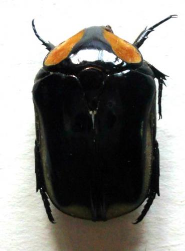 Protaetia tingaudi